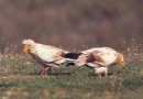 Egyptian vulture © L. Andreev